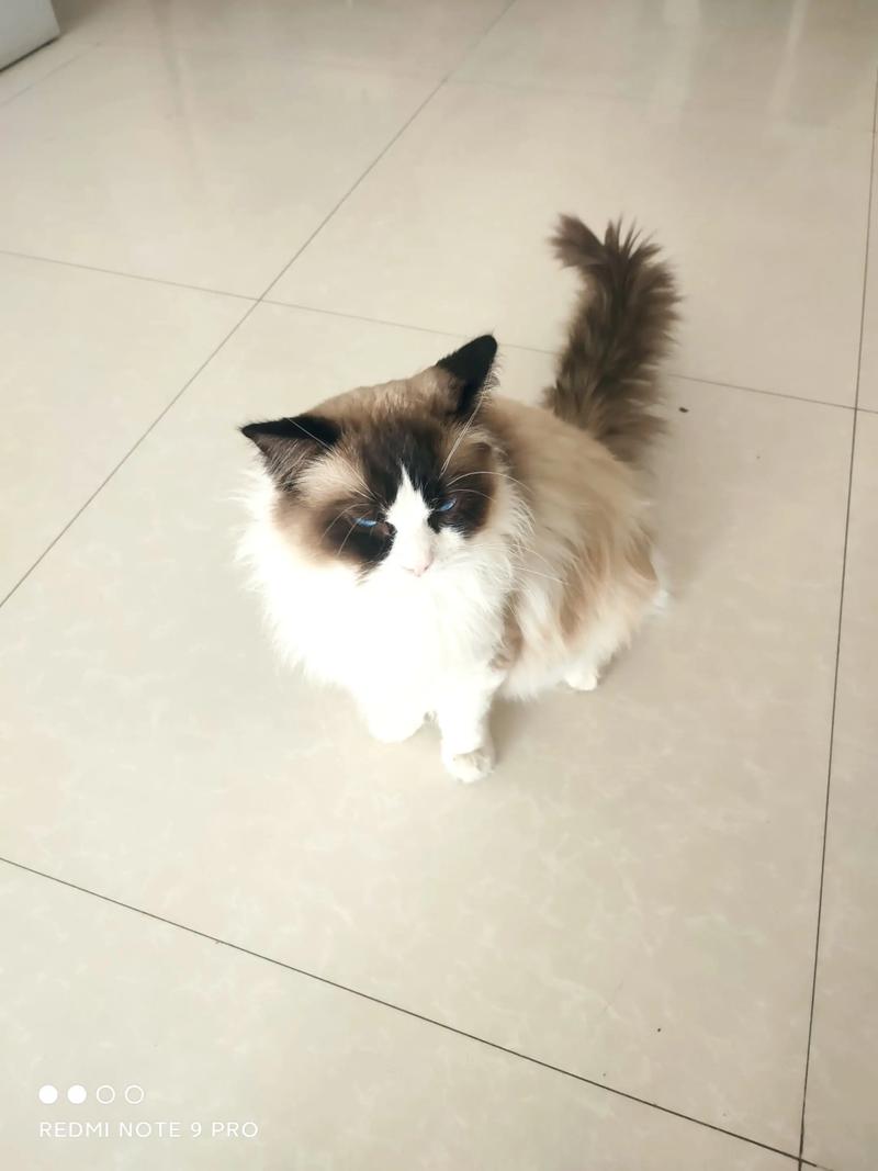 哈尔滨布偶猫厂家专业选购指南:正规血统、价格分析与口碑推荐