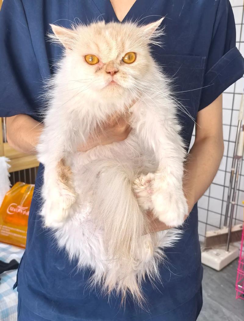 眉山加菲猫配种口碑哪家好?2026年眉山宠物繁育机构推荐与避