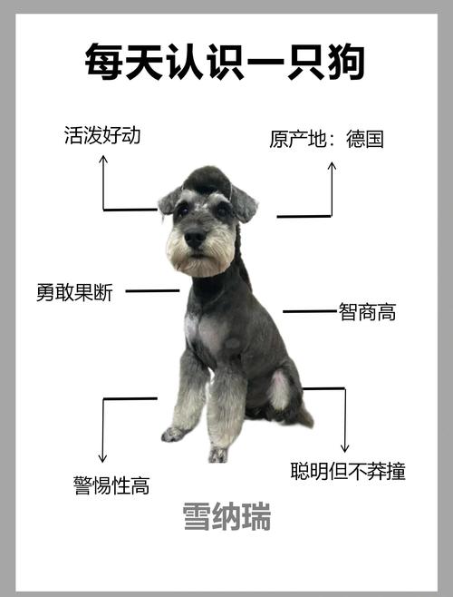 2026辽源雪纳瑞纯种口碑榜单：正规犬舍推荐与选购避坑指南