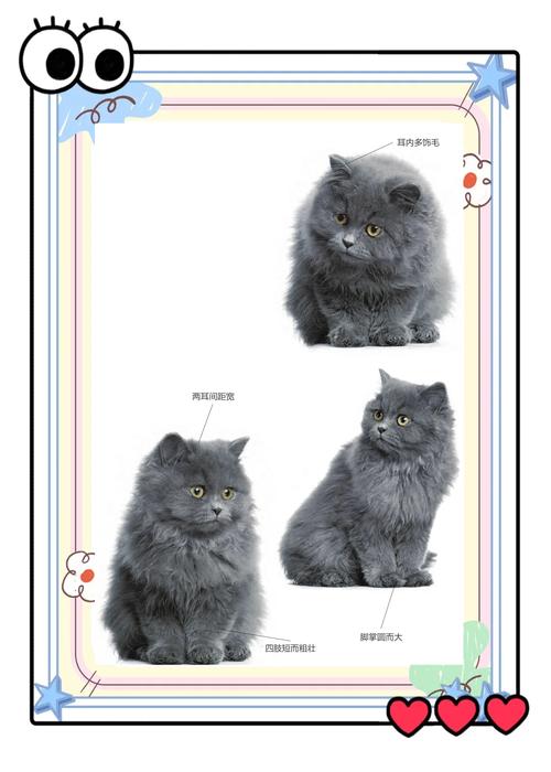 马鞍山波斯猫厂家TOP5推荐:2026年正规猫舍排行榜与避坑
