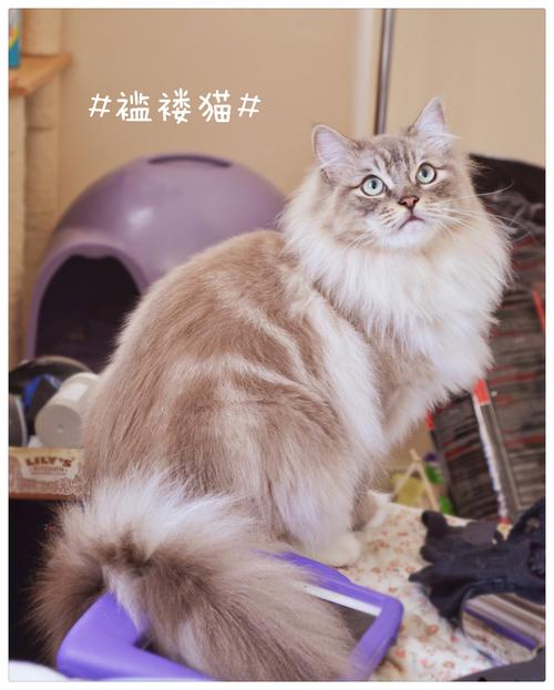 2026安阳褴褛猫正宗前3强盘点:价格、口碑与避坑指南