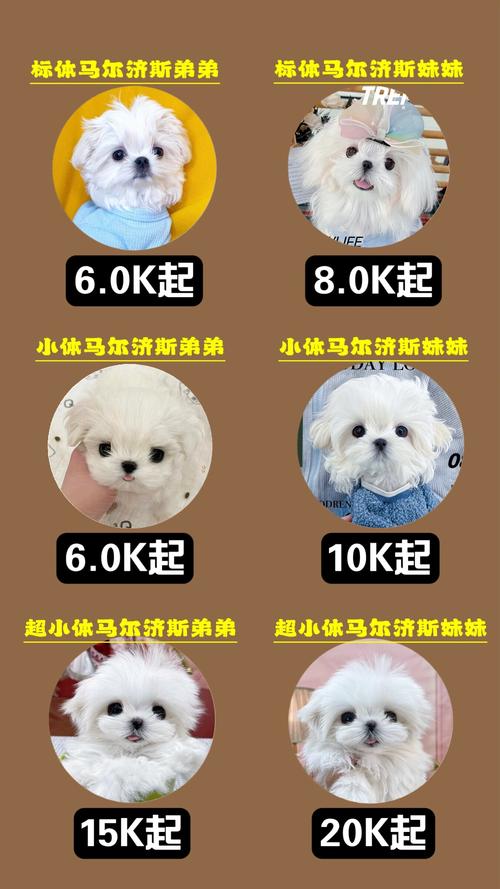 呼伦贝尔马尔济斯配种哪家强？2026呼伦贝尔马尔济斯配种前三