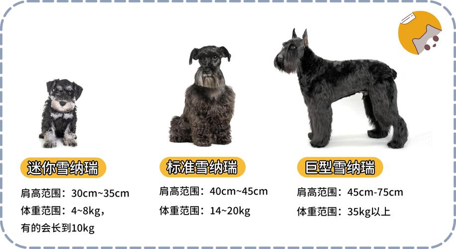 平顶山雪纳瑞纯种TOP3推荐:2026年正规犬舍价格、避坑与
