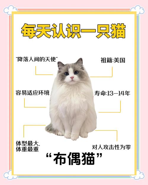宿迁布偶猫正宗TOP5盘点:2026年正规繁育基地推荐与选购