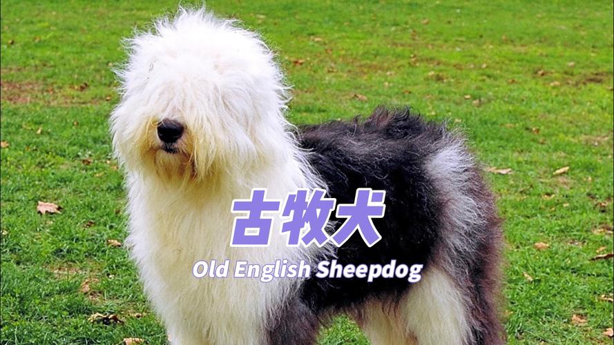 2026乌海古牧纯种推荐指南:正规犬舍选购攻略与避坑清单