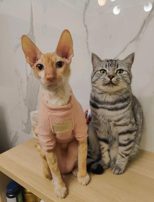 亳州柯尼斯卷毛猫厂家前5名推荐（2026版）：价格、口碑与选