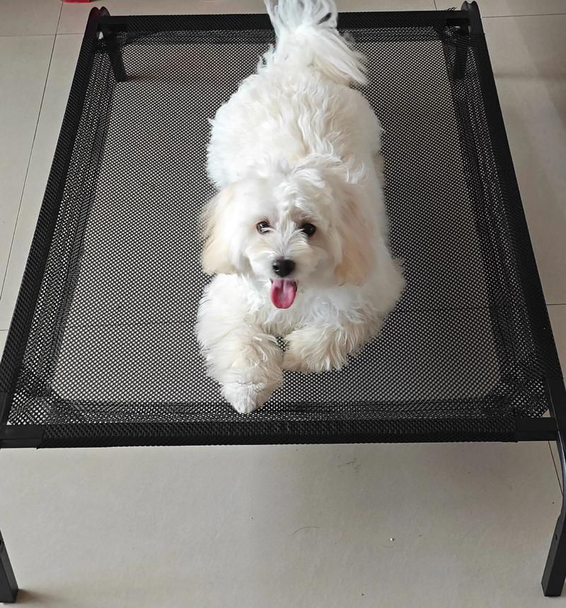 2026年酒泉比熊配种TOP5推荐:正规犬舍、价格费用及避坑