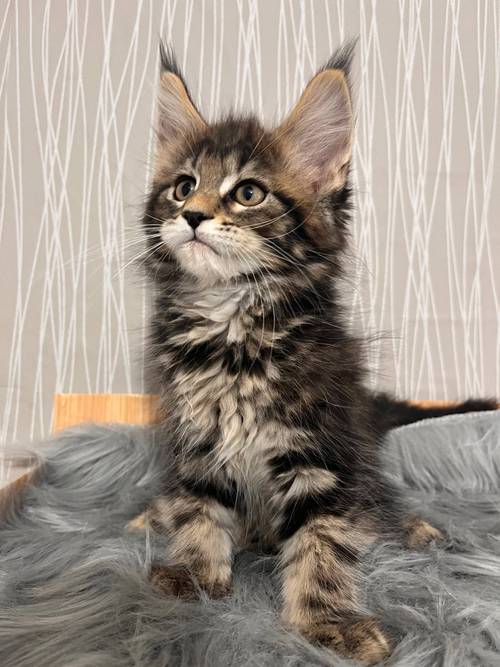 迪庆缅因猫纯种专业选购指南：正规渠道与价格分析
