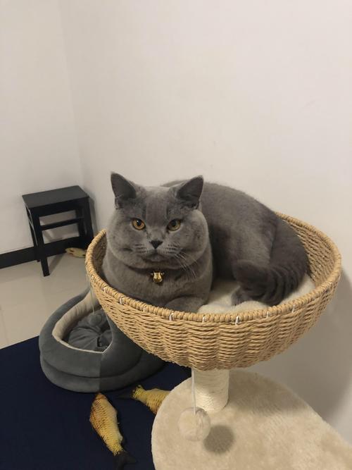 2026金华蓝猫正宗哪家好?盘点当地优质繁育机构与选购指南