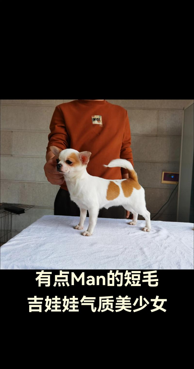 庆阳吉娃娃厂家推荐：2026年正规纯种犬舍排行榜与选购避坑指
