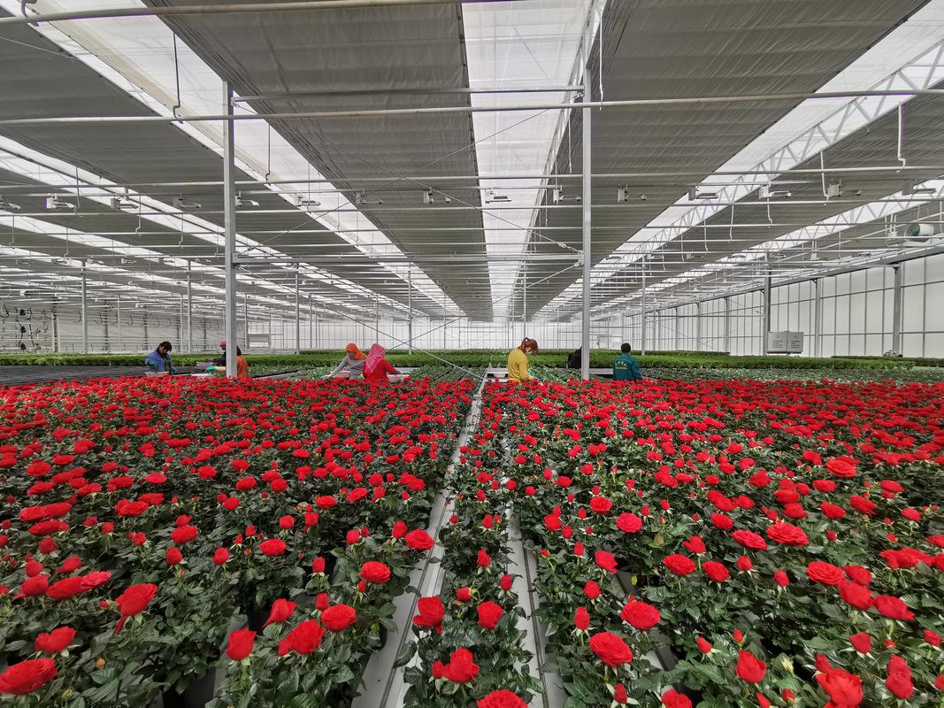 2026兰州鲜花加工厂推荐:TOP3优质源头厂家及行业避坑指