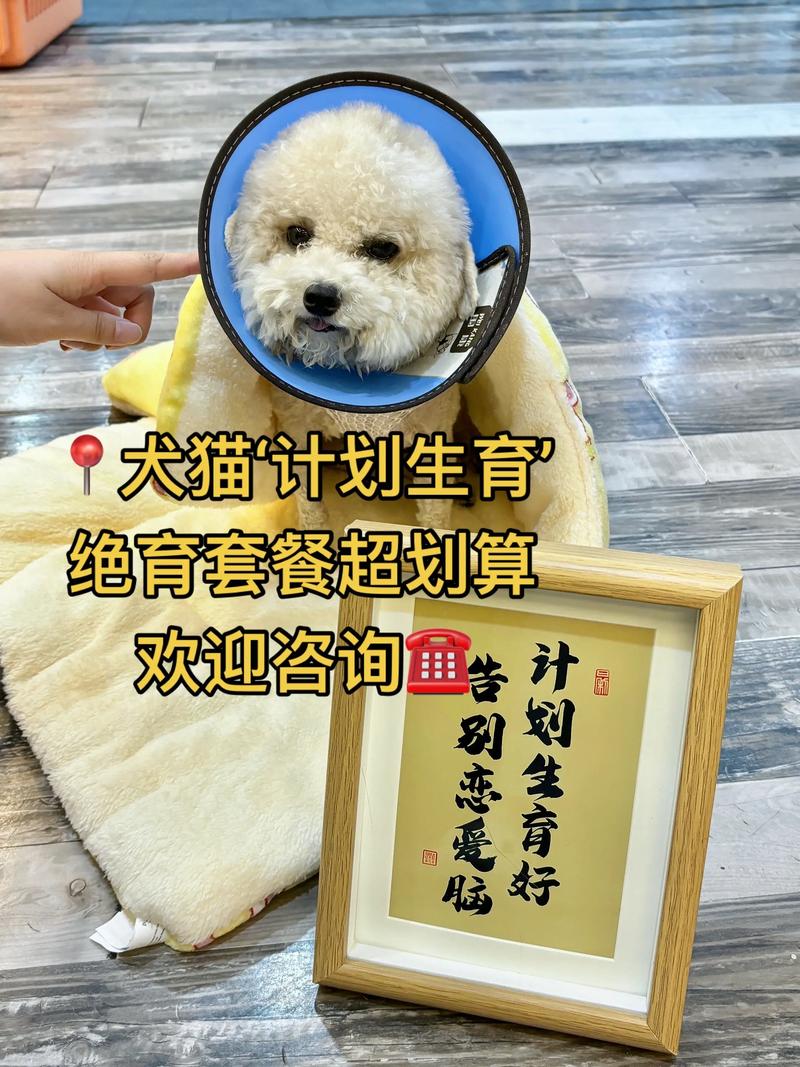2026 咸宁宠物绝育怎么选？传统手术与微创方案价格对比及避