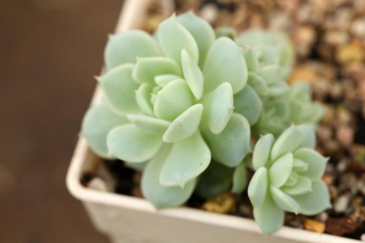 宜宾多肉植物前十强推荐:2026年最新行业口碑榜单与选购指南