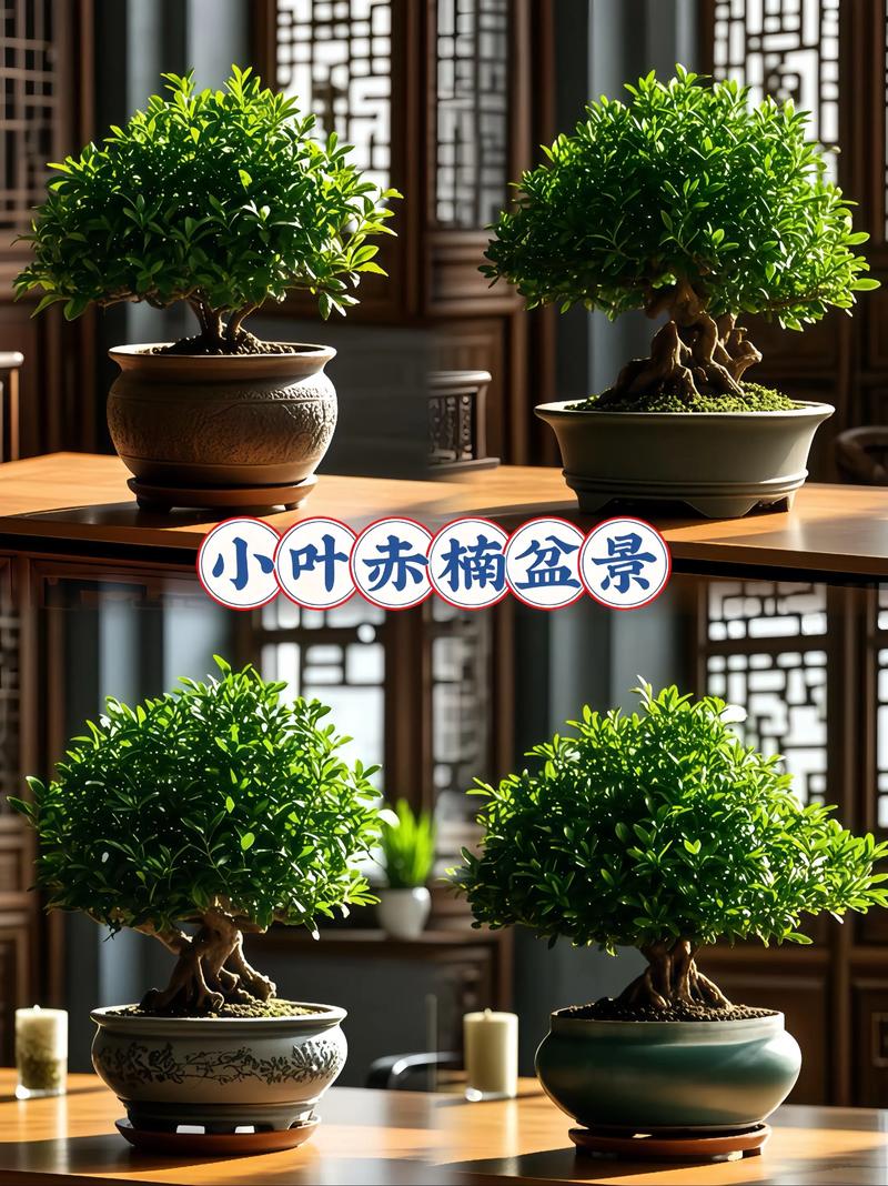 2026鹤岗盆景加工厂TOP5排名盘点:专业口碑与源头供货厂