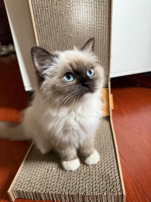 2026年西安英短蓝猫正宗TOP5盘点:正规猫舍推荐与避坑指
