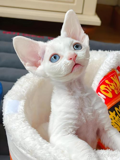 2026宿迁德文卷毛猫出售排名盘点：正规渠道如何选择避坑？