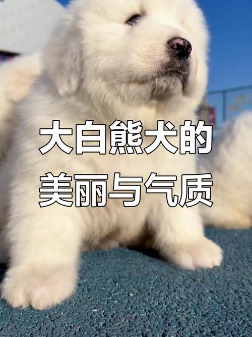 2026年昌吉大白熊出售正规渠道甄选：资质审查、纯度判定与售
