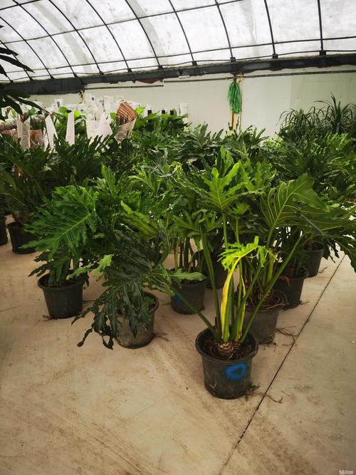 淮安绿植盆栽养护团队十强推荐：2026年正规庭院盆景施工与风