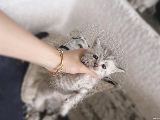 长春美短虎斑出售怎么选？2026年正规繁育渠道与健康保障指南