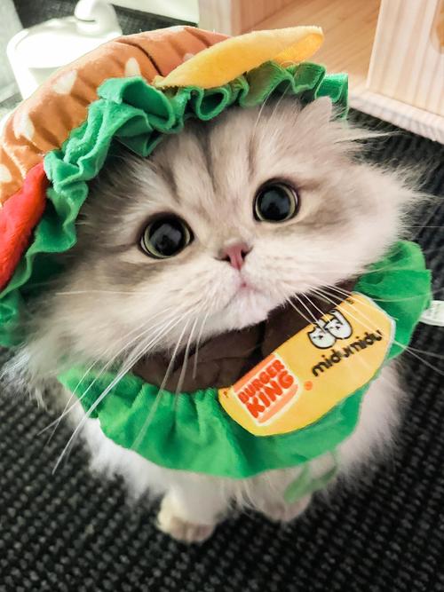 株洲褴褛猫配种哪家正规?2025年医疗与服务口碑盘点
