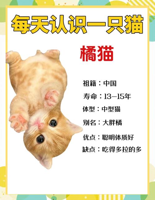 2026昭通橘猫配种前十:正规商家选择指南与价格避坑解析