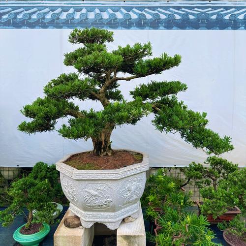 2026无锡庭院鲜花盆景施工队推荐清单:从源头供货到专业造景