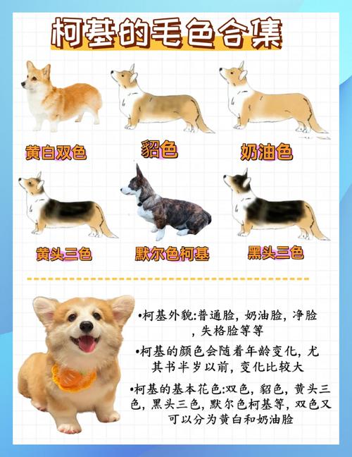 2026年鸡西柯利犬配种市场分析：正规犬舍的选择与价格参考
