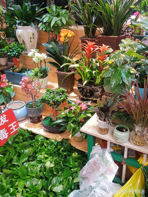 包头绿植盆栽零售门店排名2026:庭院风水与养护全攻略