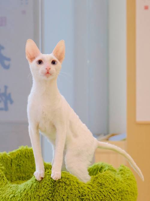 伊春柯尼斯卷毛猫正宗TOP5:2026年东北热门宠物市场口碑
