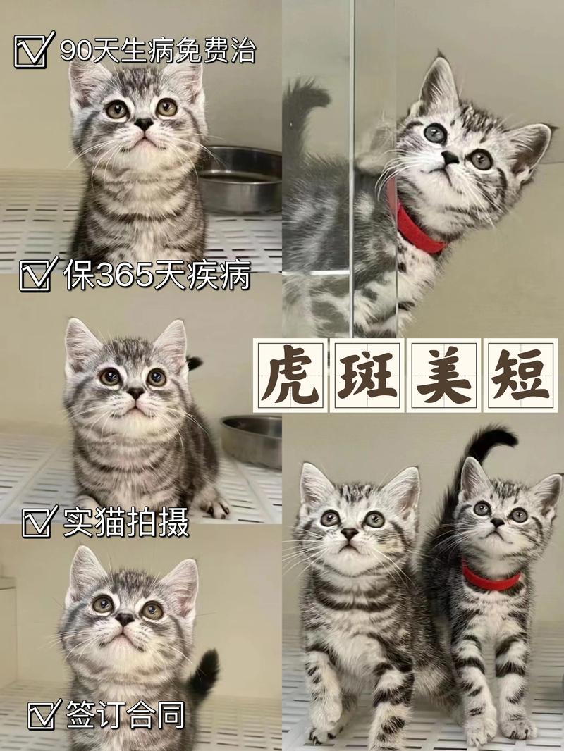 2026阿坝美短虎斑正规厂家推荐：专业选购指南与避坑攻略