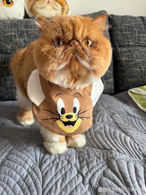 2026抚顺加菲猫正宗专业推荐清单:盘点抚顺宠物猫市场口碑排