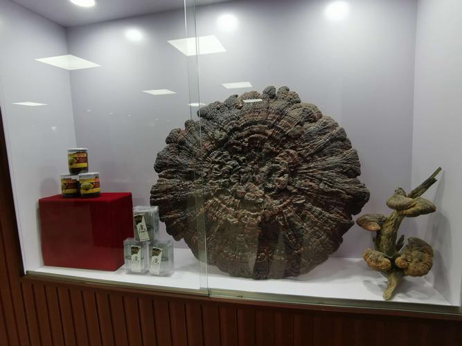 牡丹江盆景零售门店怎么选？2026年专业商家盘点与花卉养护指