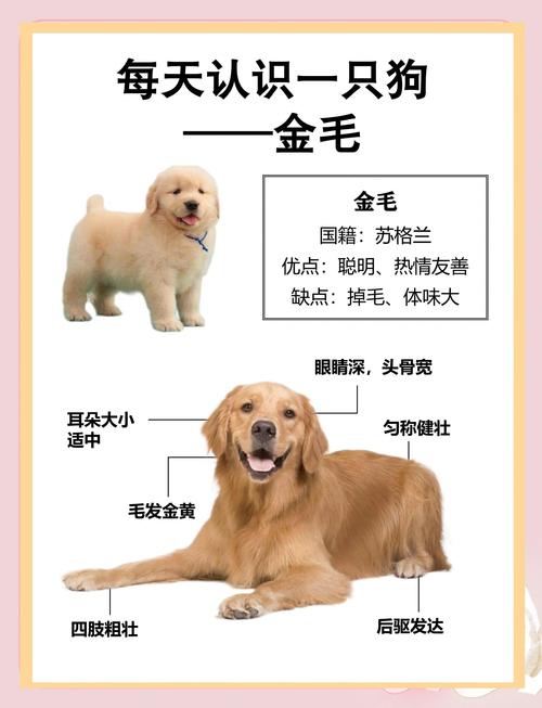 果洛金毛犬购买渠道与选购指南:2026年如何甄别前十强正规养