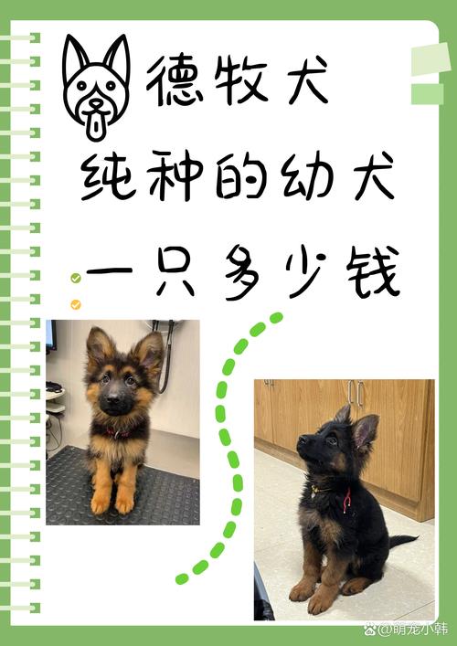 2026年嘉峪关德牧厂家费用及选购指南:纯种避坑与正规繁育基