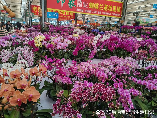 2026盘锦鲜花绿植供货企业推荐：正规名单、口碑排行与价格避