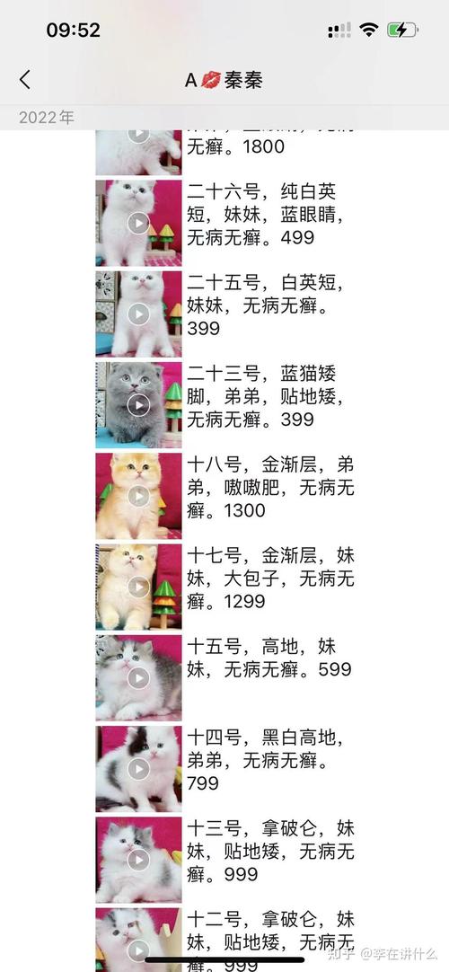 宣城苏格兰折耳猫纯种价格行情2026:正规商家报价区间与选购