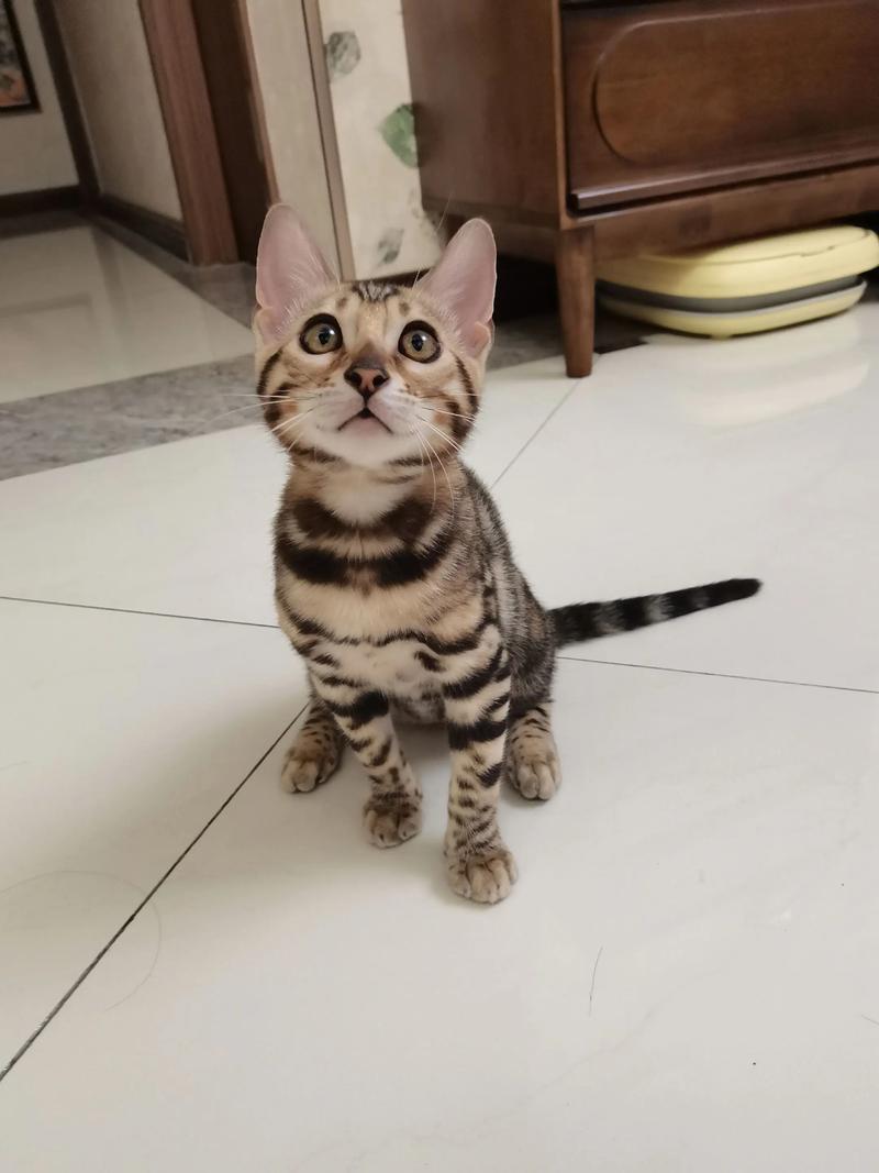 南通豹猫纯种哪里买?2026年正规繁育基地推荐与避坑指南