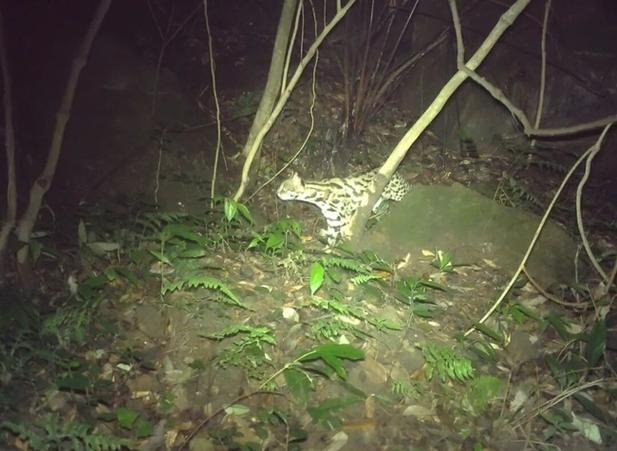 铜川豹猫出售及宠物猫选购指南:2026年正规繁育渠道避坑与参