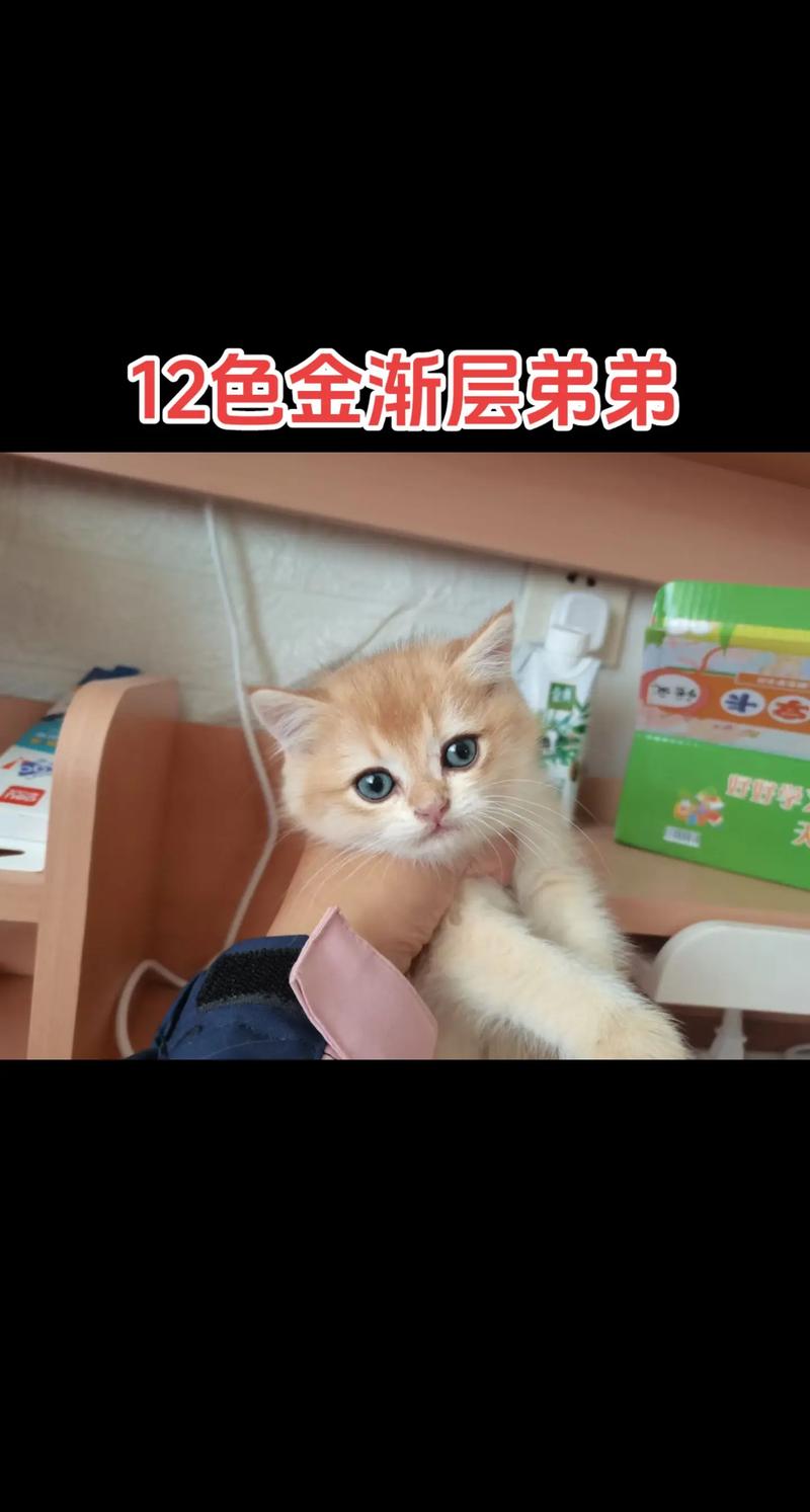 2026东营金渐层选购指南：正宗口碑厂家推荐与价格避坑攻略