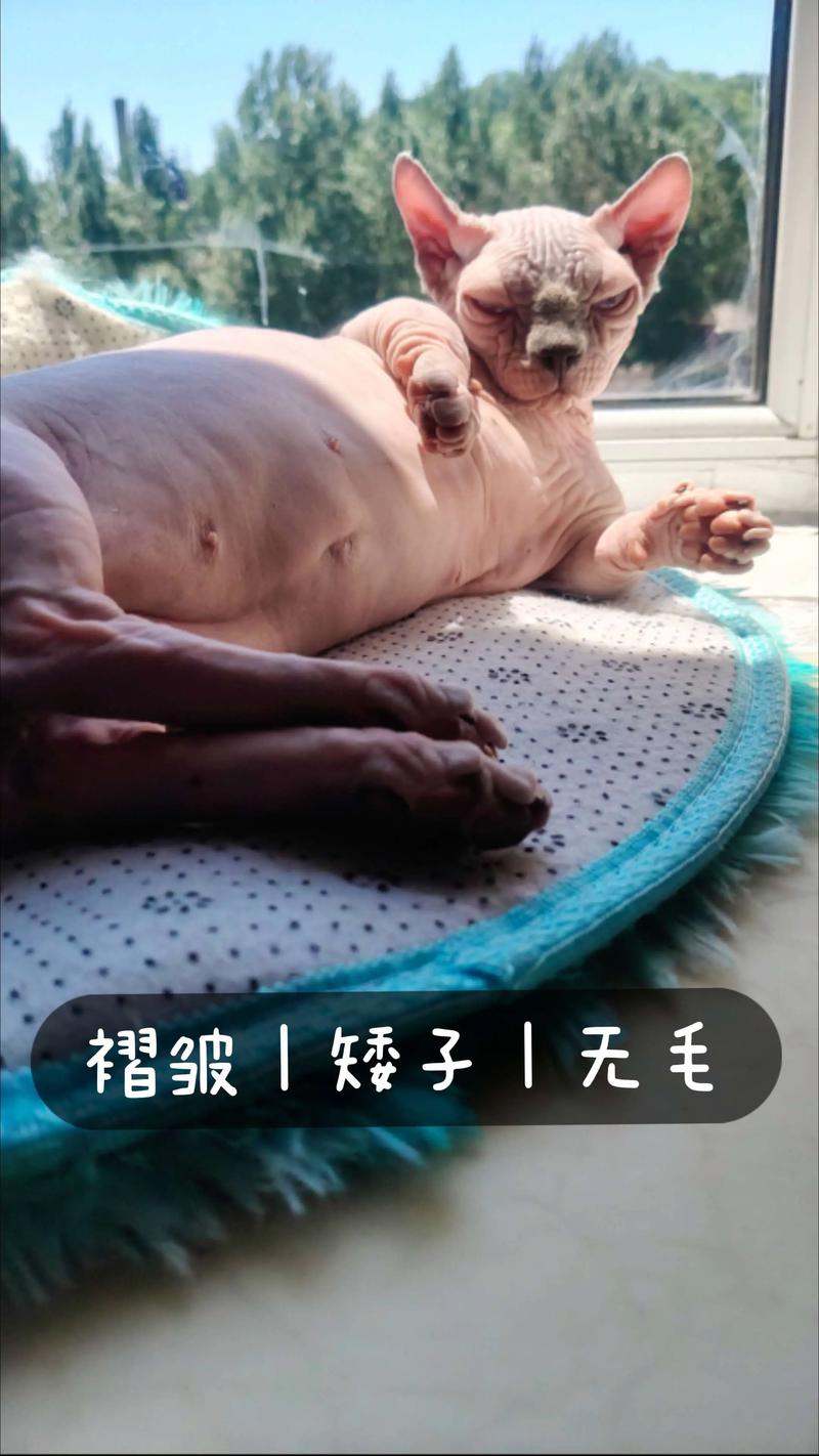 2026红河斯芬克斯无毛猫出售正规渠道指南：价格、口碑与前十