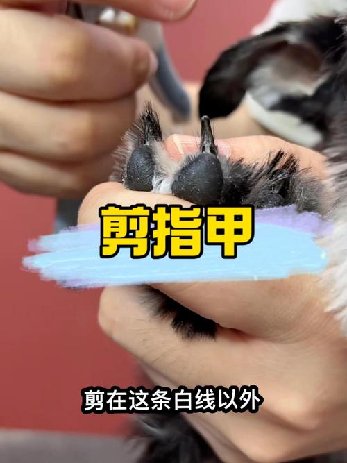 大兴安岭宠物指甲修剪养护管理全指南：本地TOP5服务商推荐