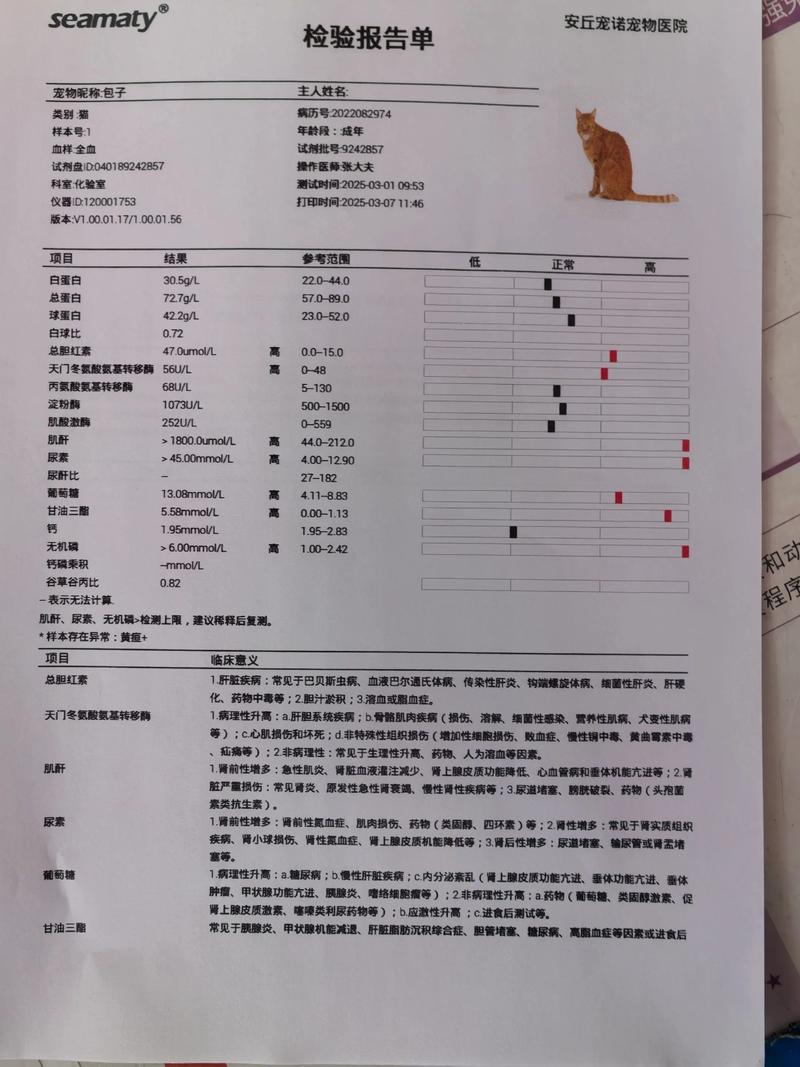 2026年哈尔滨宠物疾病问诊前三：专业医疗资源深度盘点与选择