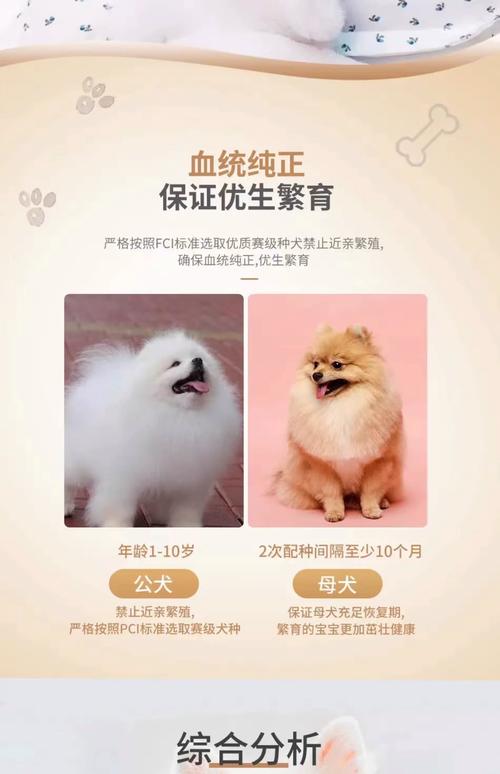 2026年张掖博美厂家排名盘点:正规纯种博美批发商与价格分析