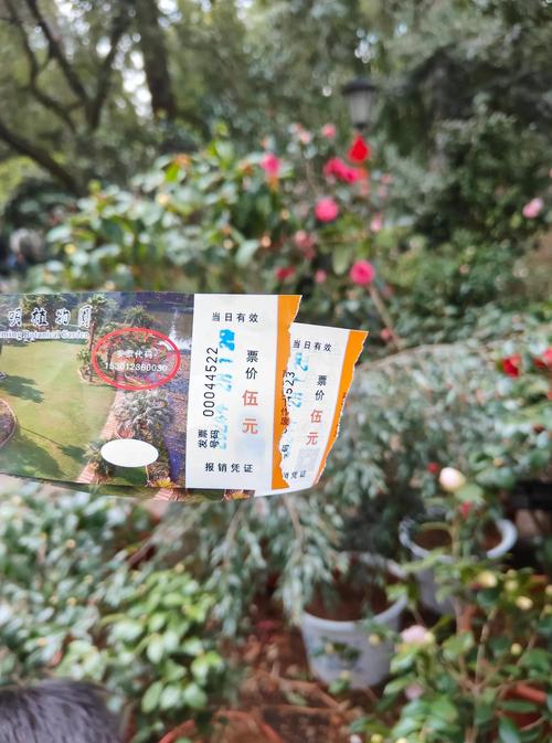 2026南宁盆景本地实体店盘点:正规商家推荐与避坑指南