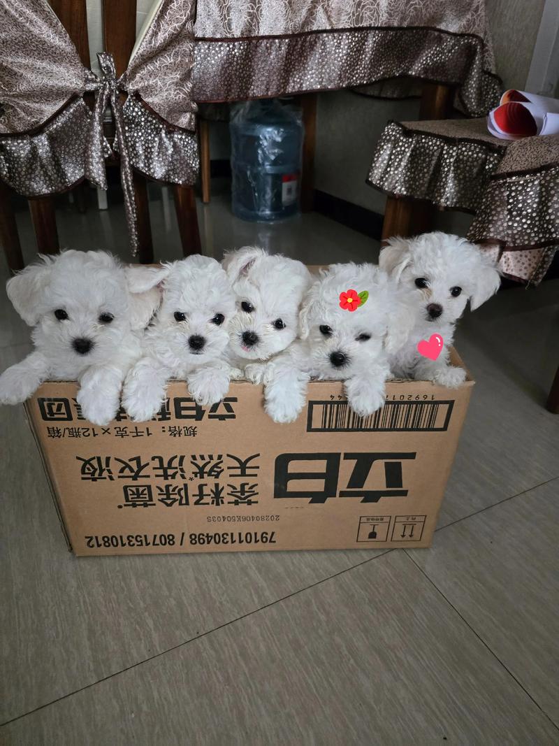 攀枝花比熊出售避坑指南：如何选择正规厂家与售后保障？