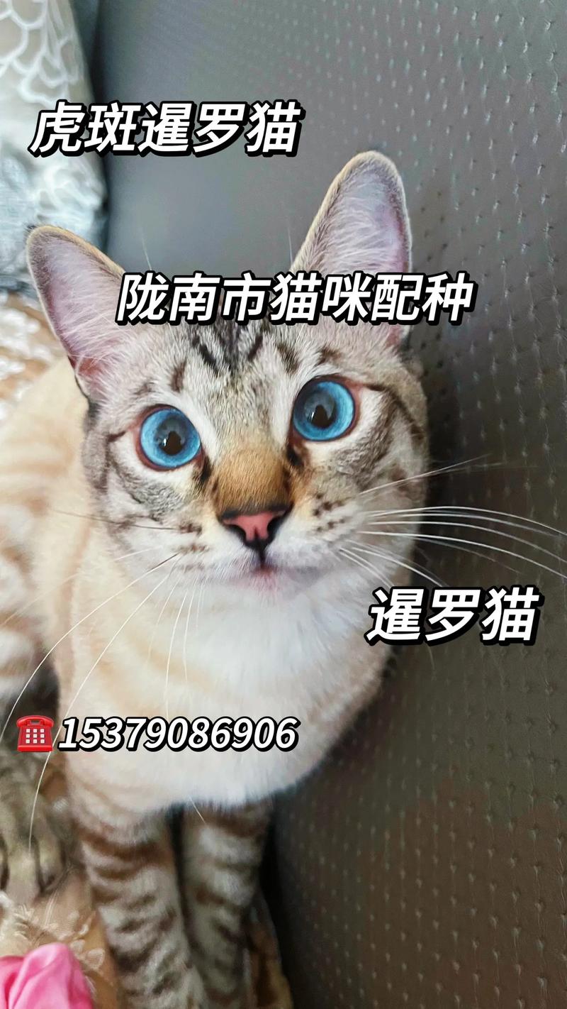 盐城暹罗猫配种前5名推荐清单 2026专业测评