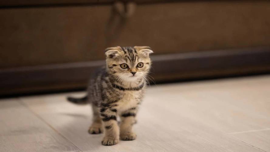 2026邯郸苏格兰折耳猫厂家费用盘点：正规猫舍价格区间与避坑