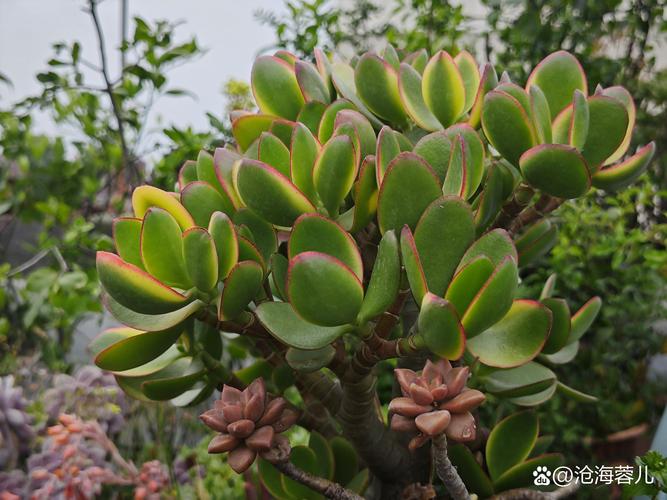 信阳多肉植物5大推荐:2026年价格透明、口碑之选与避坑指南