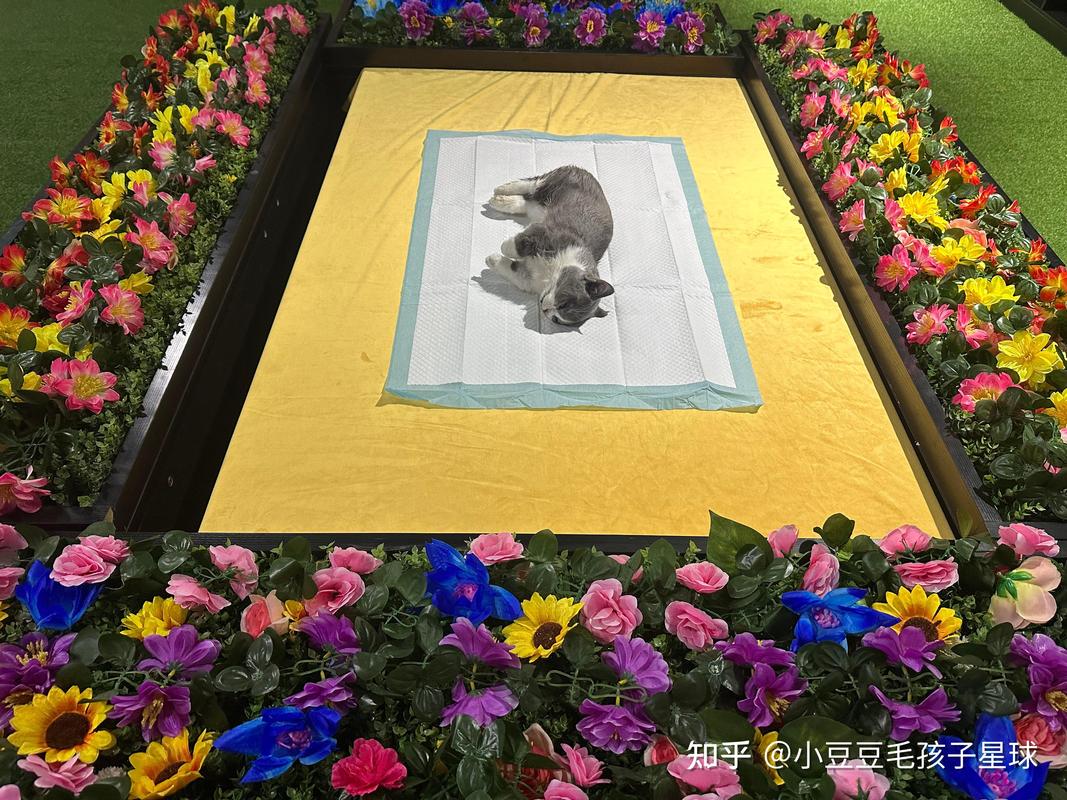 2026 巴彦淖尔本地宠物殡葬服务口碑 TOP3 排行：专业