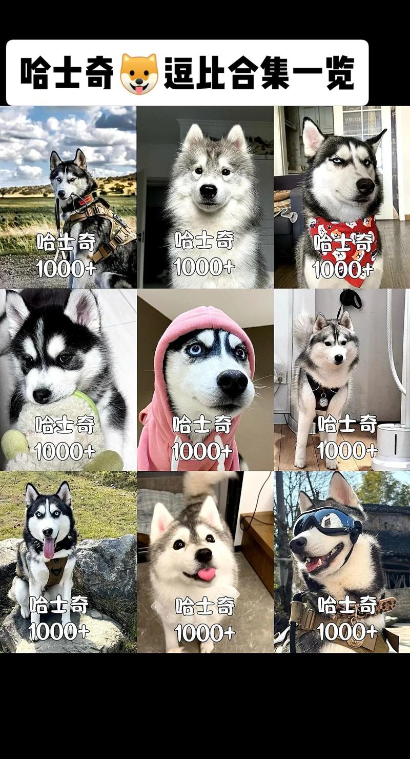 巴中哈士奇正宗多少钱?2026年正规犬舍价格区间与避坑指南